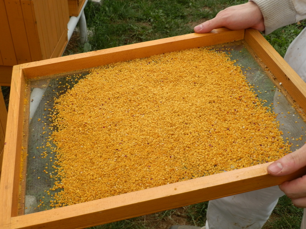 Sušený včelí peľ 260g - PET obal – Obrázok 10
