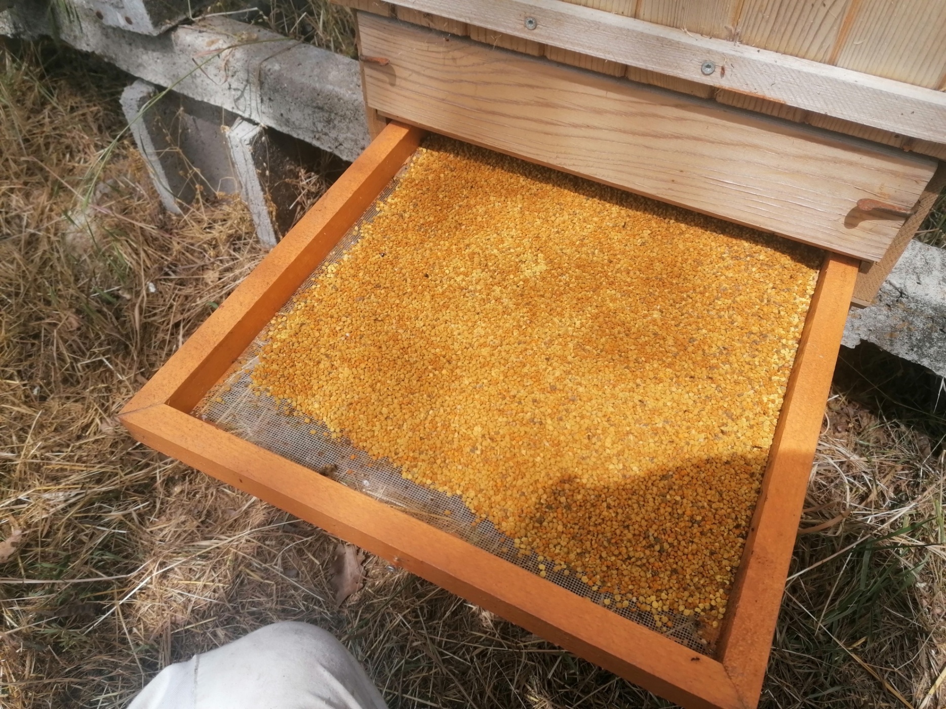 Sušený včelí peľ 160g - PET obal - macko s klobúkom – Obrázok 5