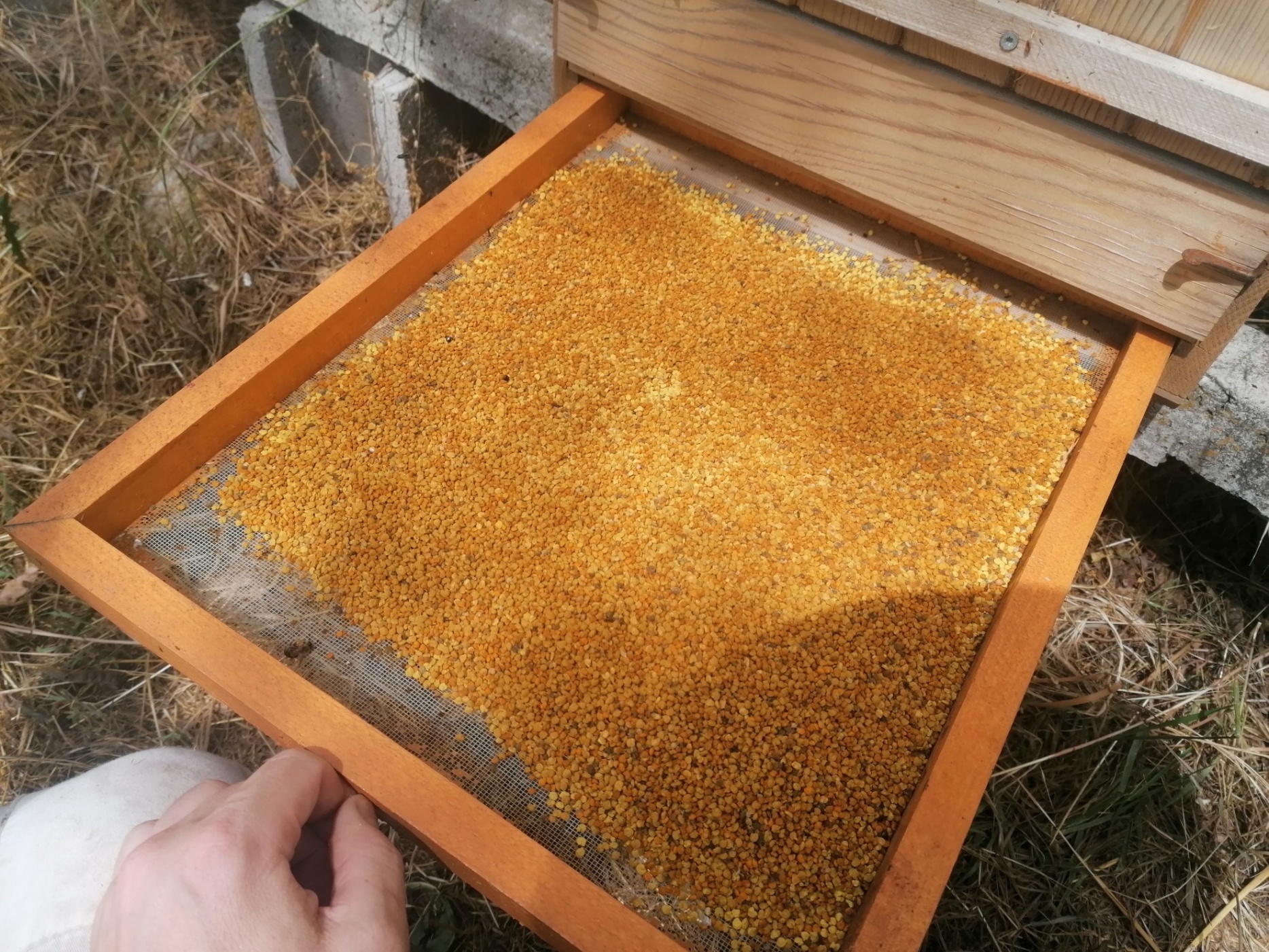 Sušený včelí peľ 160g - PET obal - macko s klobúkom – Obrázok 3