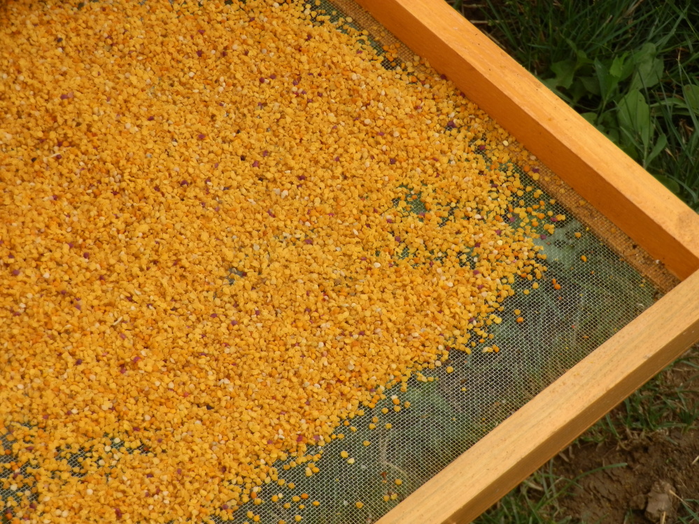 Sušený včelí peľ 500g – Obrázok 14